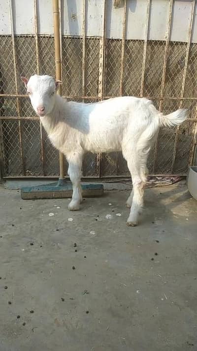 Teddy Gulbai point ears White eyes  Breeder Quality