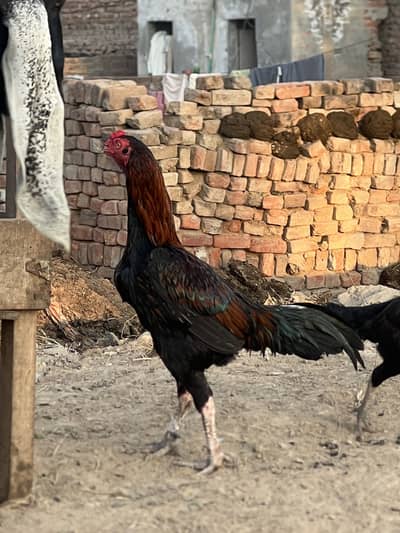 Wattsapp for more details