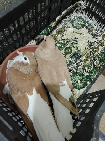 breeder pair eggs diye huway hain