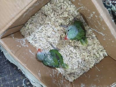 Paharai Parrot Baby  age  almost 1 month