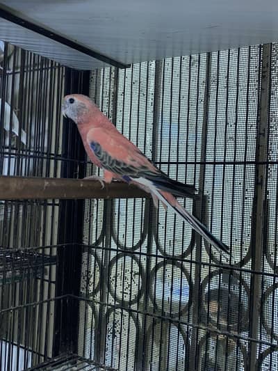 Roza burki breeder pair available for sell