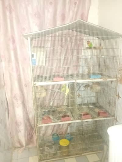 there are 4 pairs of parrot with parrot cage