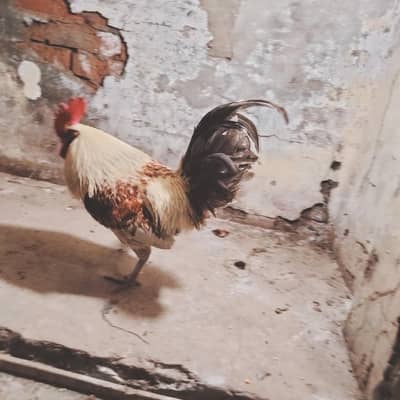 aseel hen with chicks for sale