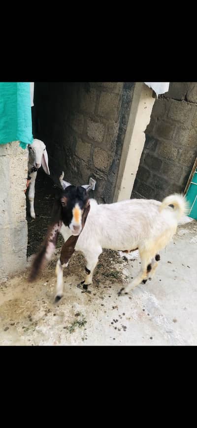 Pire kamoori patera bakra