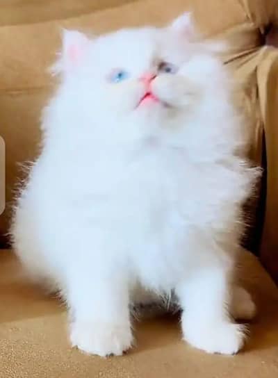 Persian cat for sale my WhatsApp number  03703659905