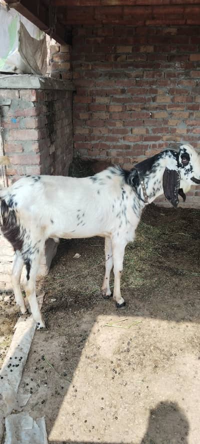 2 male Goats age 12 and 18 months