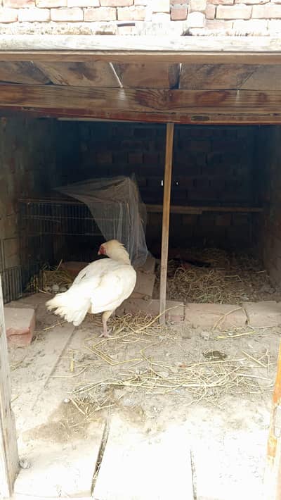 Aseel heeri murgi kurak for sale