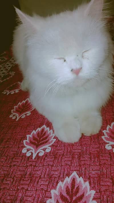 Persian cat fluffy hairs available urgent