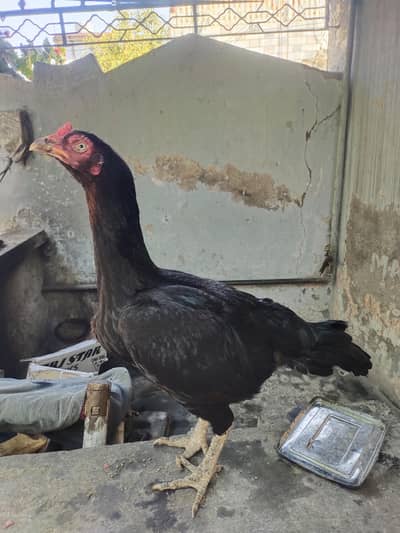 pure old bloodline bermi cross hen mazbot