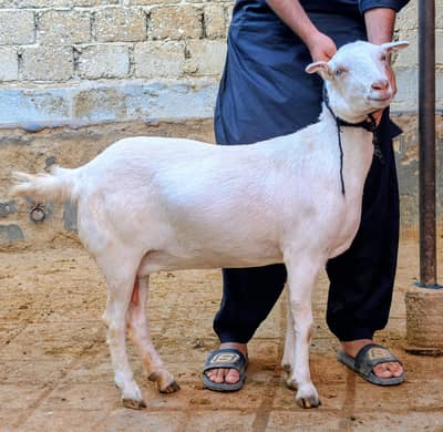 3 Teddy Bakri for sale 3 Bull for sale