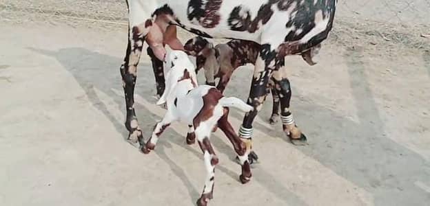 2 Bacchon ka sath Desi Bakri For Sale, +03228068308