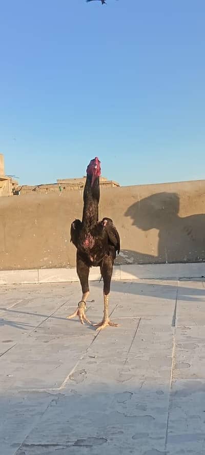 German Shamu Hens for Sale