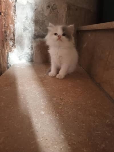 Persian kitten