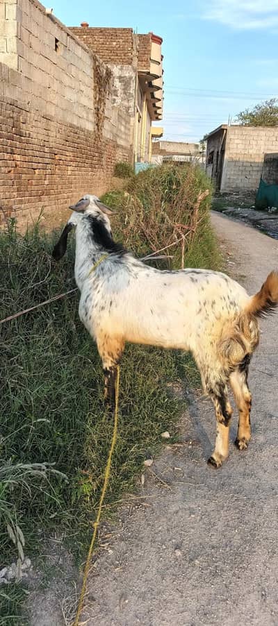bakra | desi bakra | makhi cheena bakra | goat | Qurbani 2026