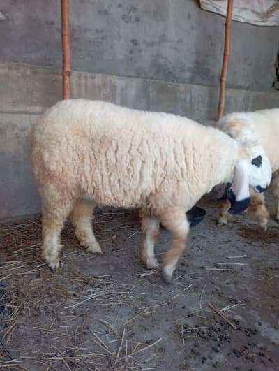 white cheena and chatry for sale