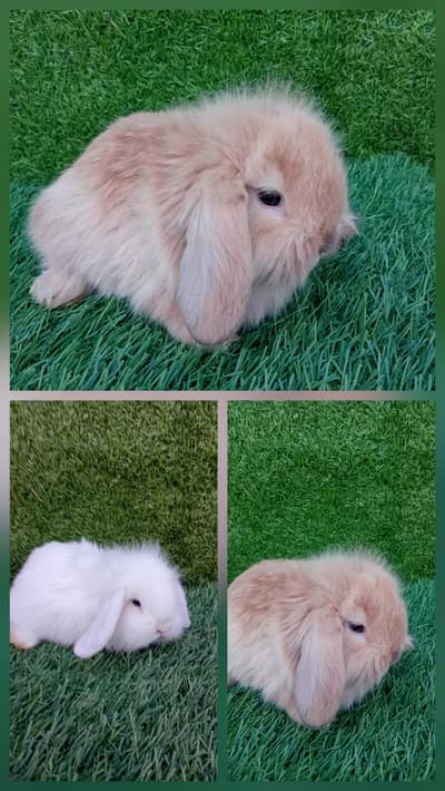 lop bunys pair