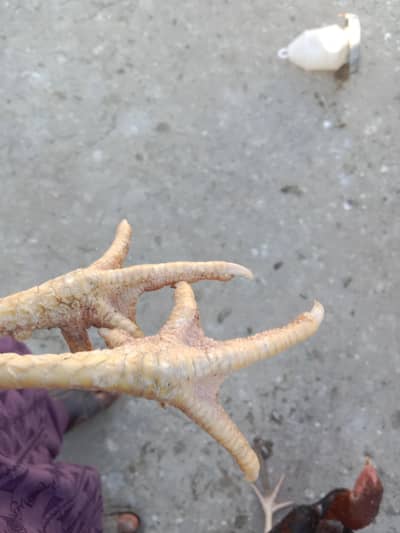 High quality Aseel Madi mazbot nok jor chauras nail ma