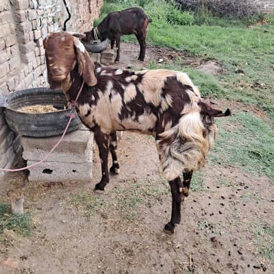 beautiful shera print bakri . 03367894720