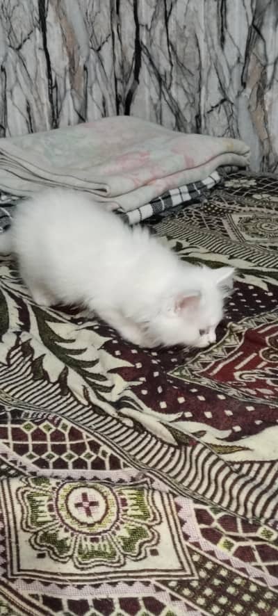 Persian  baby cat for sale