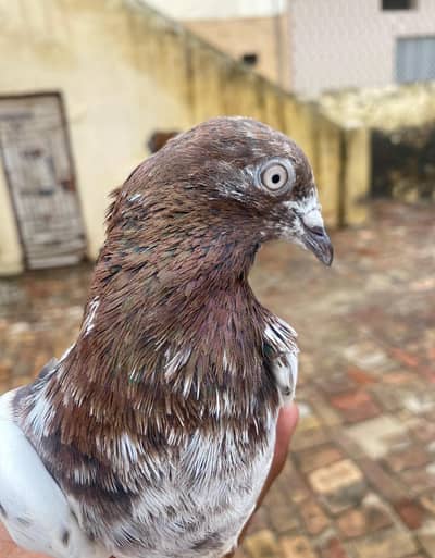 highflyer pigeon final 12000