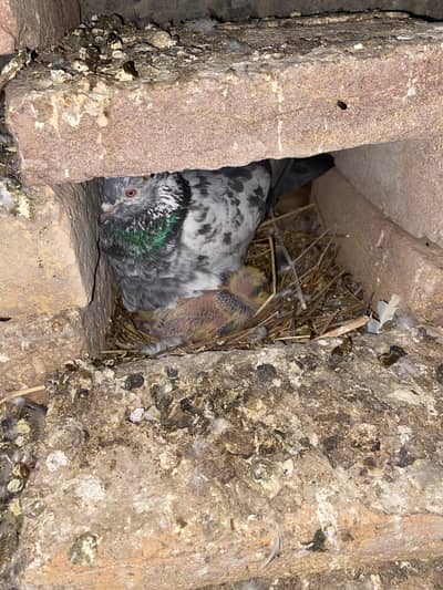 Kasuri highflyer pigeon final 5000