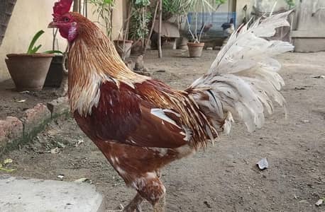 Big beautiful Roaster (Murga) available