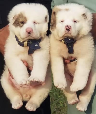 King Alabai pair pure breed security dog 2months for sale