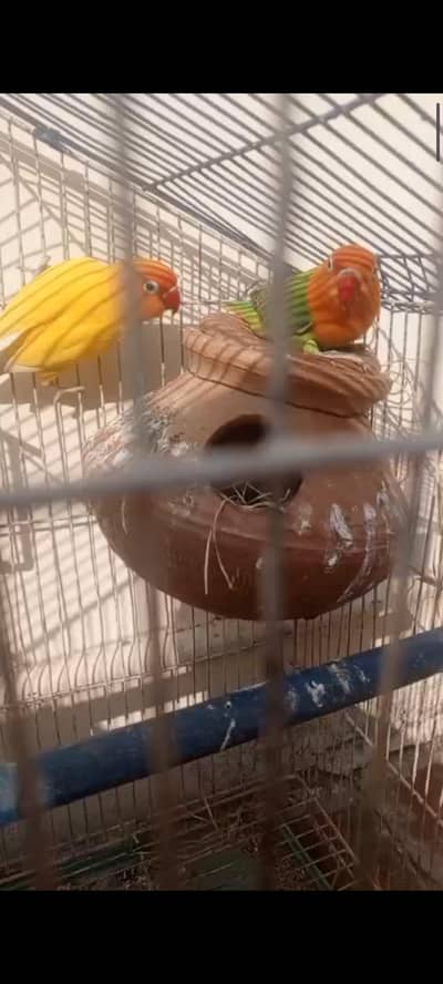 love bird breeder pair