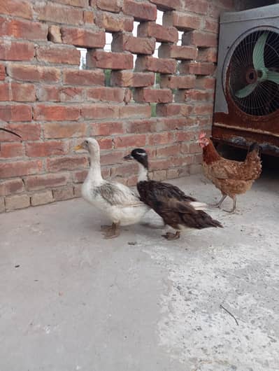 2 female eggs laying ducks for sale