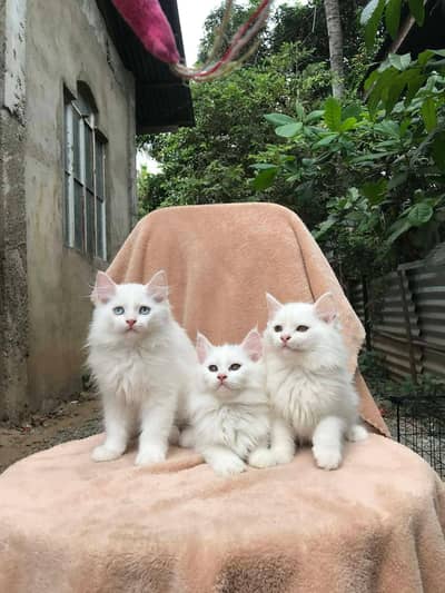 Persian cat for sale 2 month age my Whatsapp no O349OO36896