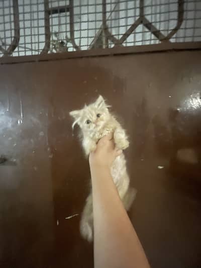 Persian cute cat for sale