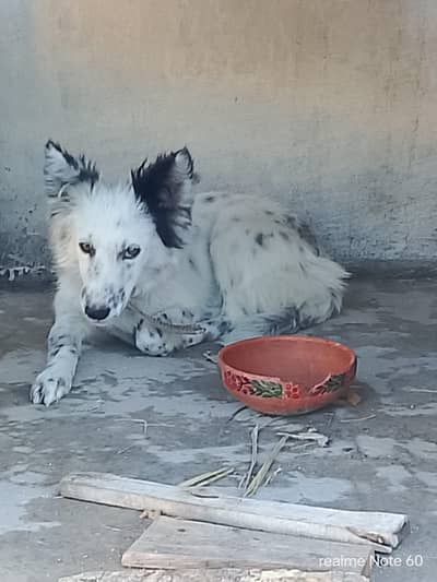 Dalmatian dog for sale fully active and friendly