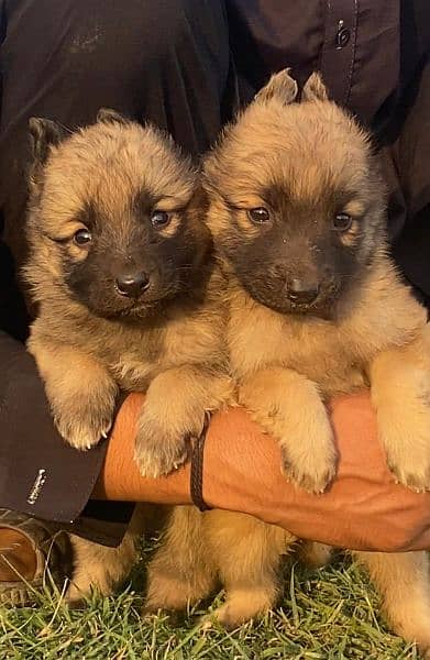 pawar Belgium bilinas bigyari papy pair for sale active and healthy