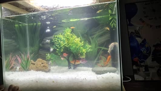 New aquarium is for sale.  price is final.