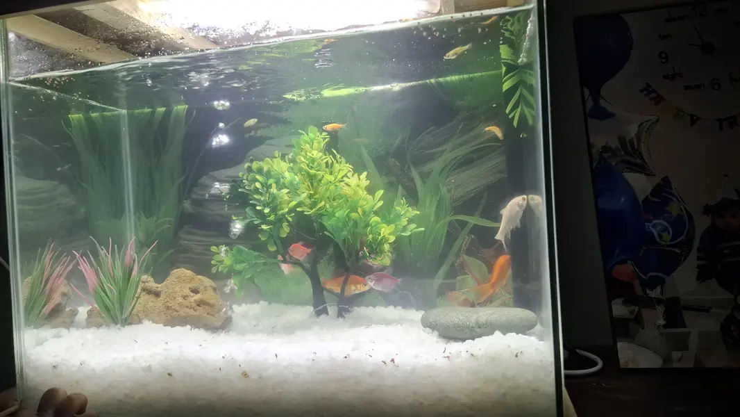 Aquarium + fishes for sale.