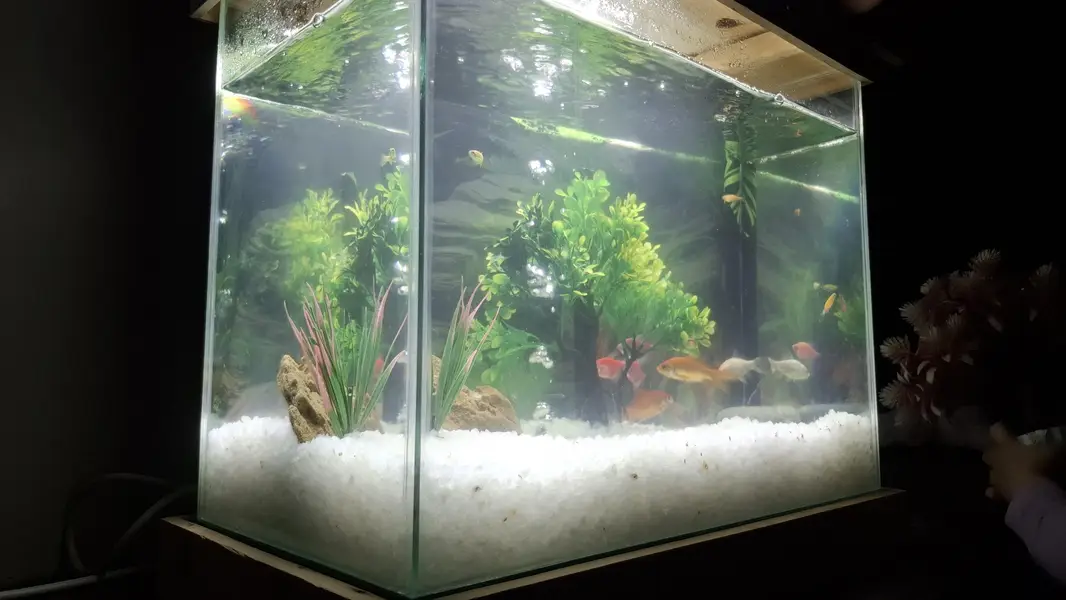 Aquarium + fishes for sale. — photo 2