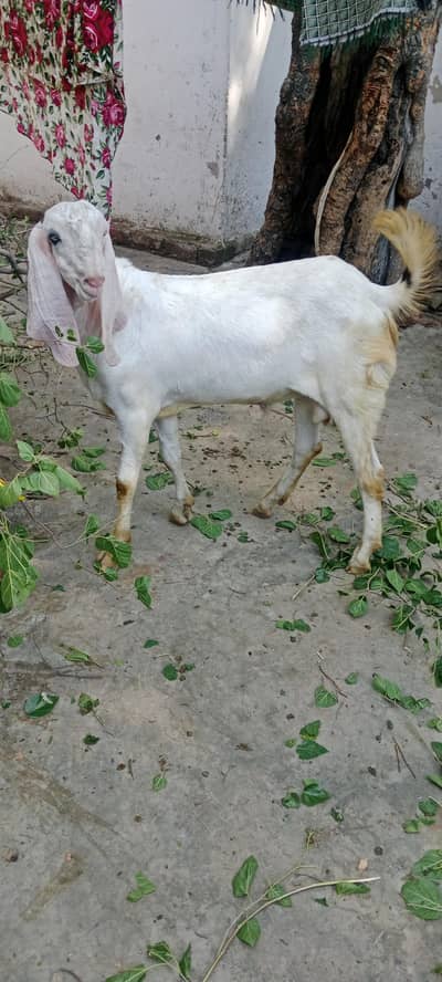 kheery bakry for next eid tyari kheera mukha cheena or rajanpuri bakra