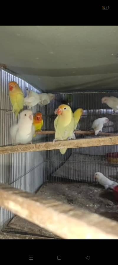 LoVe birds for sell albino creamino decinon colour