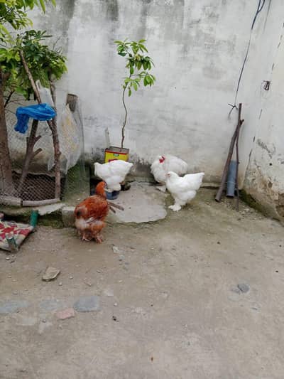 anday dany  dany  wali