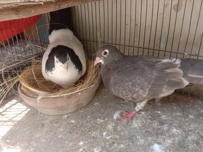 Gula Pair For Sale