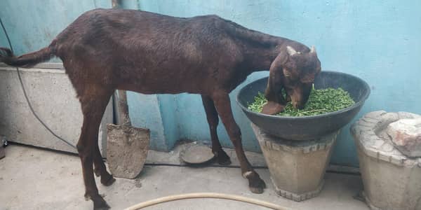 Nagri betal path 2 dant