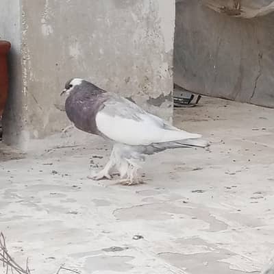 megpie pouter breeder pair