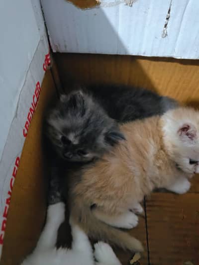 Persian kittens