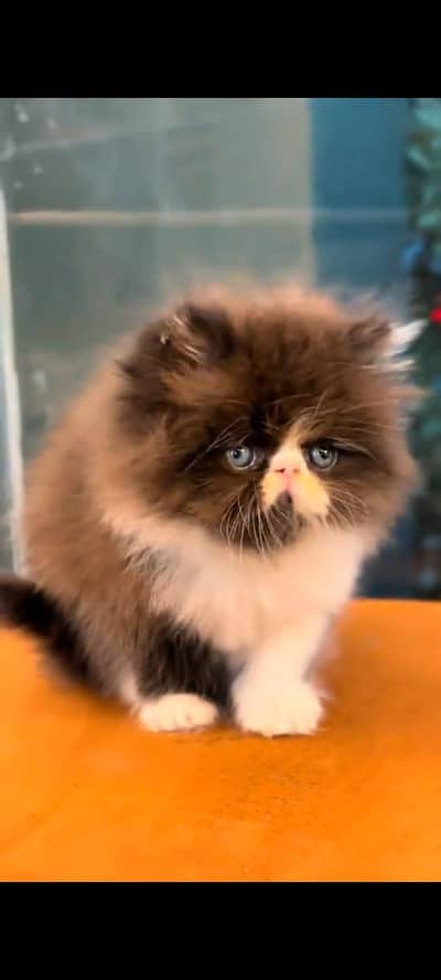 Persian cat's vaccinated  healthy active/WhatsApp 03316360929