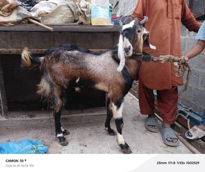 bakra