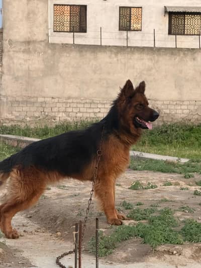 German Shepherd Male