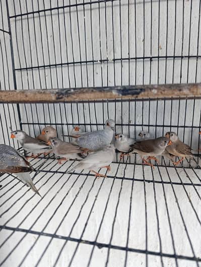 zebra Finch and diamond dove