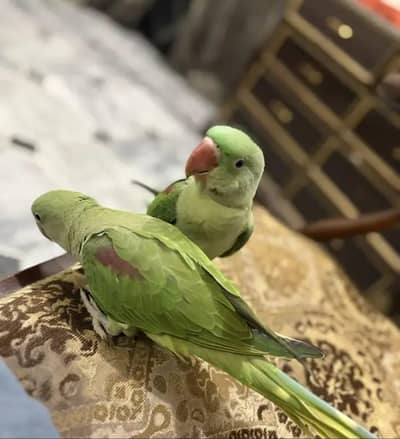 kashmiri raw parrot for sale 5 month age Whatsapp no O349OO36896