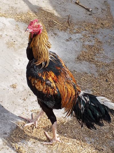 aseel murge murgiya for sale in very low price