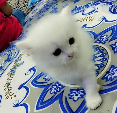Persian beautiful child both in reasonable price